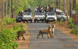 Sariska National Park