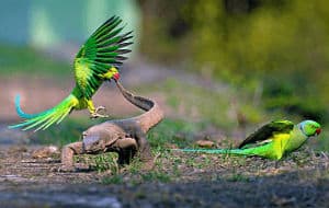 bharatpur bird sanctuary