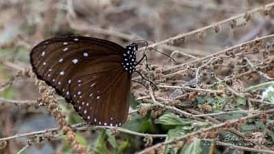 Blue Crow Butterfly