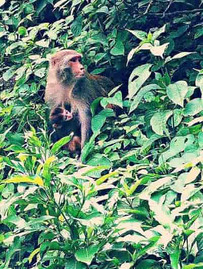 rhesus monkey