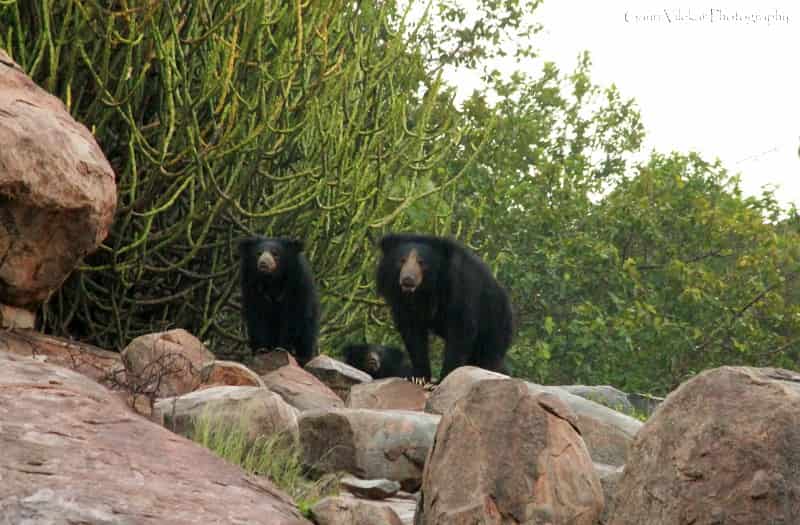 Daroji Bear Sanctuary