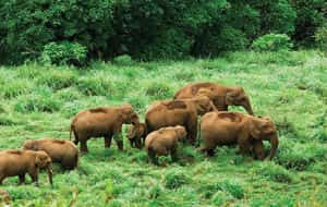 Periyar National Park