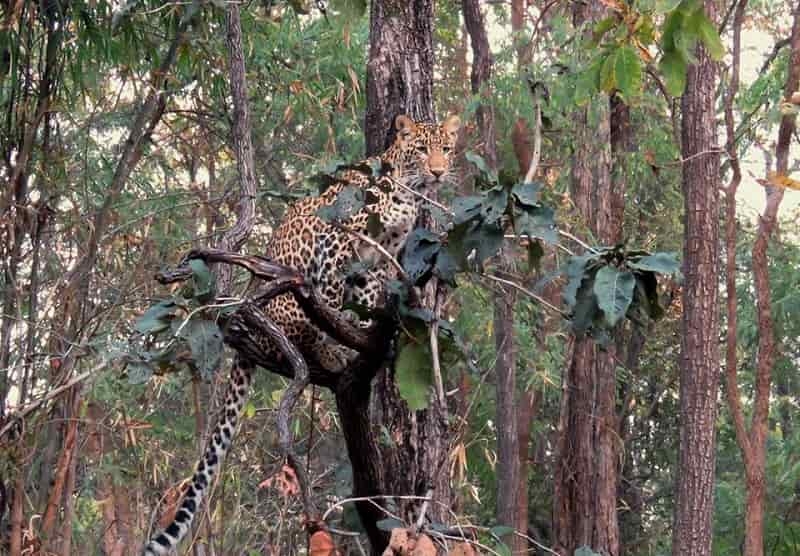 Satpura National Park