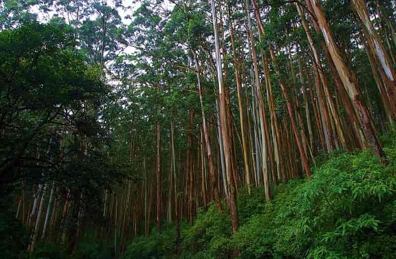Flora at Mudumalai