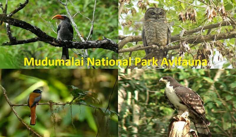 Mudumalai National Park Avifauna