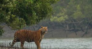 Sunderbans National Park