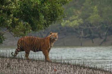 Sunderbans National Park