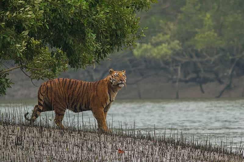 Sunderbans National Park