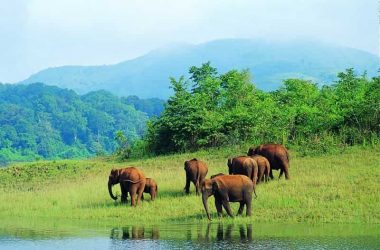 The Mudumalai National Park and Wildlife Sanctuary