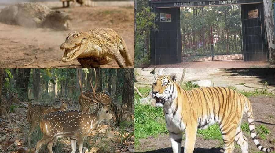 List of National Parks and Wildlife Sanctuaries in Jharkhand