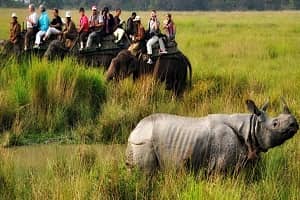 Assam Wildlife Tour