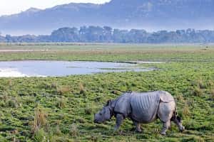 Kaziranga National Park