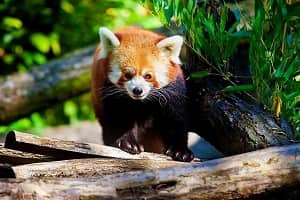 Namdapha National Park