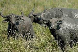 Nameri National Park