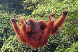 Orang Wildlife Sanctuary