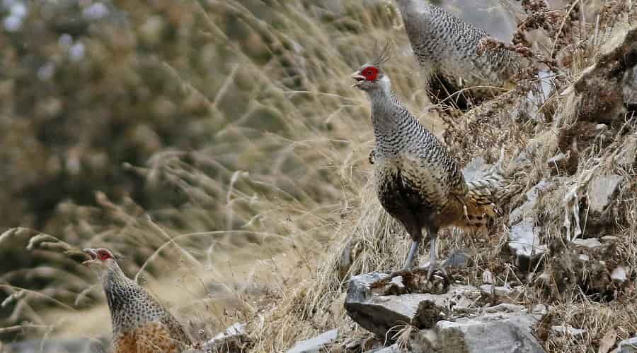 Wildlife Sanctuaries & National Park in Himachal Pradesh Wildlife Sanctuaries & National Park in Himachal Pradesh