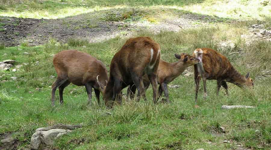 Chail Wildlife Sanctuary