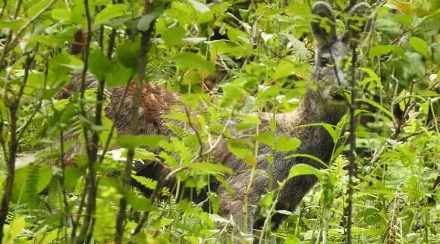 Kalatop Khajjiar Sanctuary