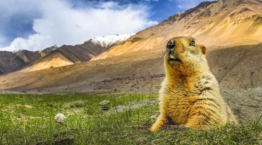 Wildlife Sanctuaries & National Park in Himachal Pradesh