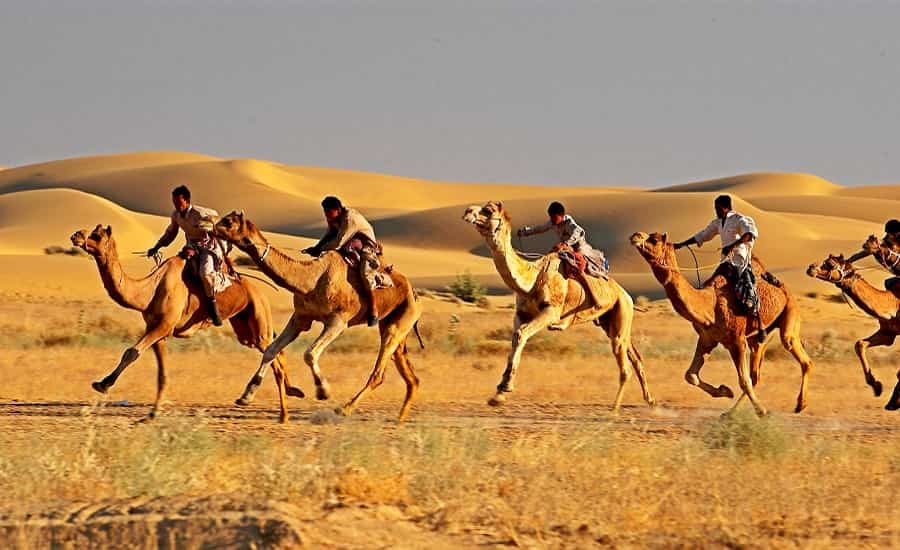 Camel Safari in Rajasthan