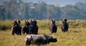 Kaziranga Wildlife Tour Package