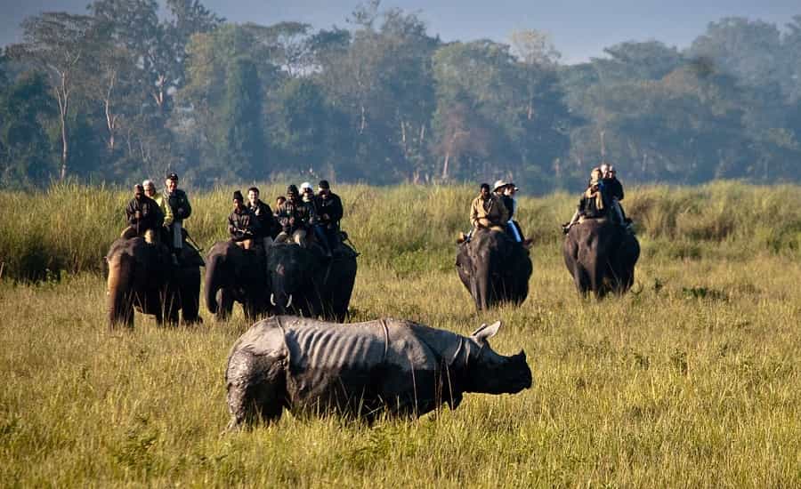 Kaziranga Wildlife Tour Package