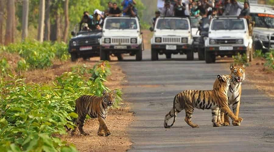 Bandhavgarh Tour Pacakge