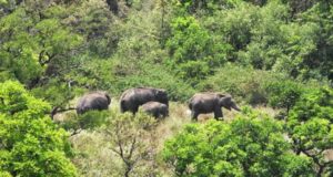Tamil Nadu National Park Tour