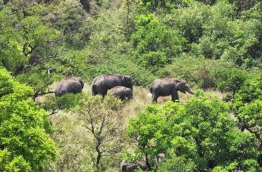 Tamil Nadu National Park Tour