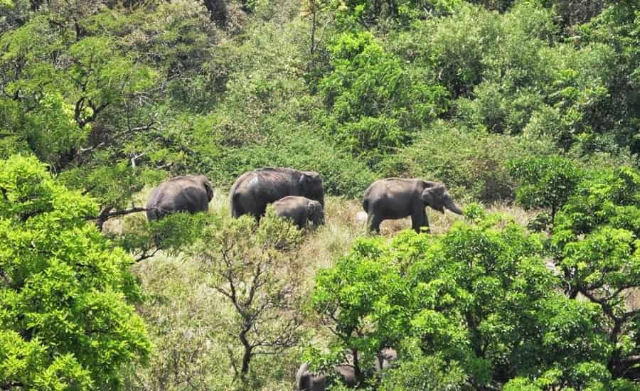 Tamil Nadu National Park Tour