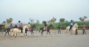 Bikaner Horse Safari Tour