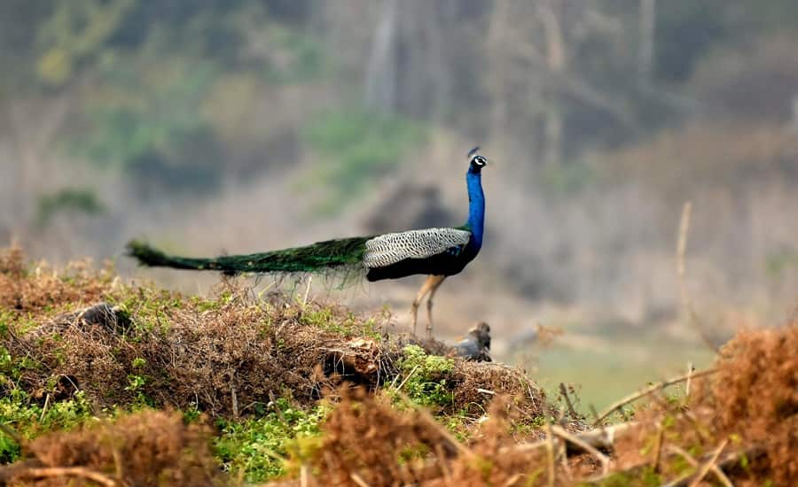 Rajasthan Birding Tour