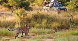 Rajasthan Birding and Tiger Safari Tour