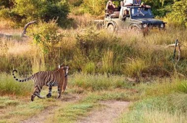 Rajasthan Birding and Tiger Safari Tour