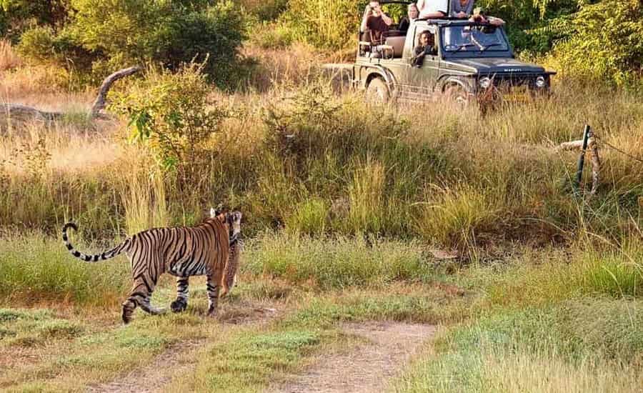 Rajasthan Birding and Tiger Safari Tour