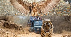 Rajasthan Tiger Trail with Birding