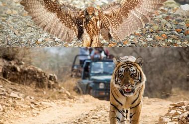 Rajasthan Tiger Trail with Birding