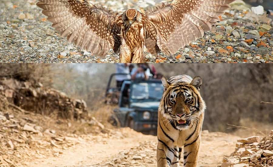 Rajasthan Tiger Trail with Birding