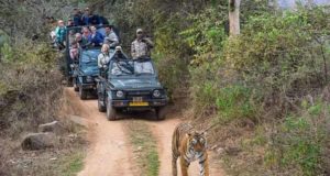 Rajasthan Tiger Trails