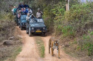 Rajasthan Tiger Trails