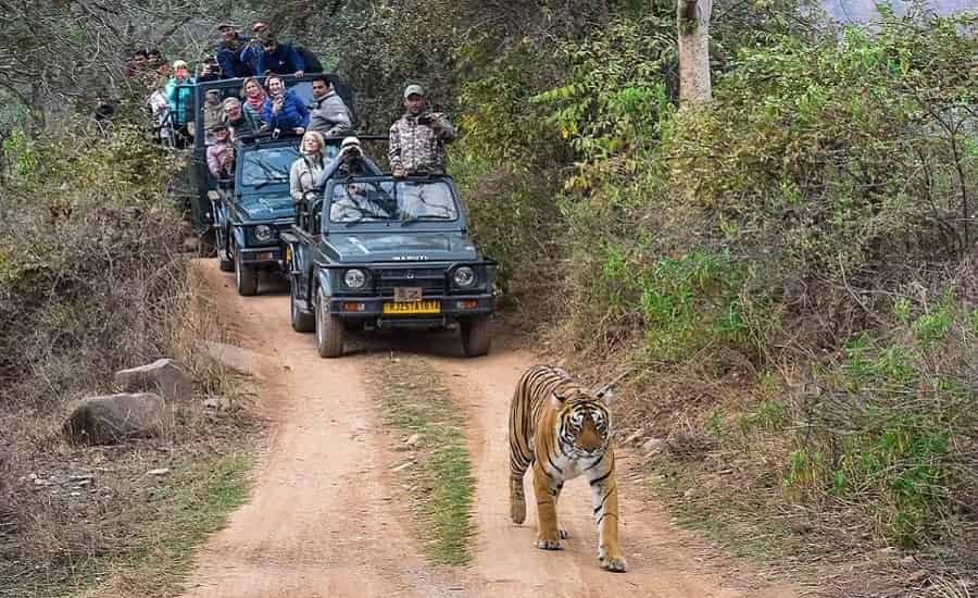 Rajasthan Tiger Trails