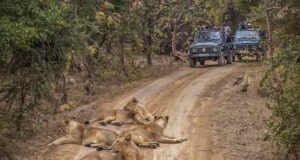 Gujarat Wildlife Tour Package