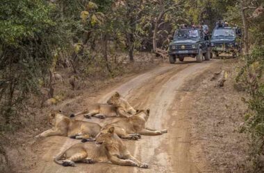 Gujarat Wildlife Tour Package