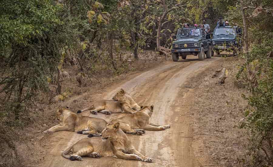 Gujarat Wildlife Tour Package
