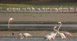 Gujarat Birdwatching Tour
