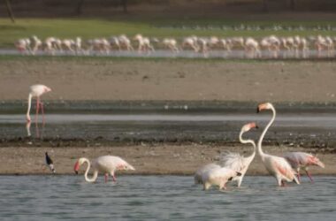 Gujarat Birdwatching Tour
