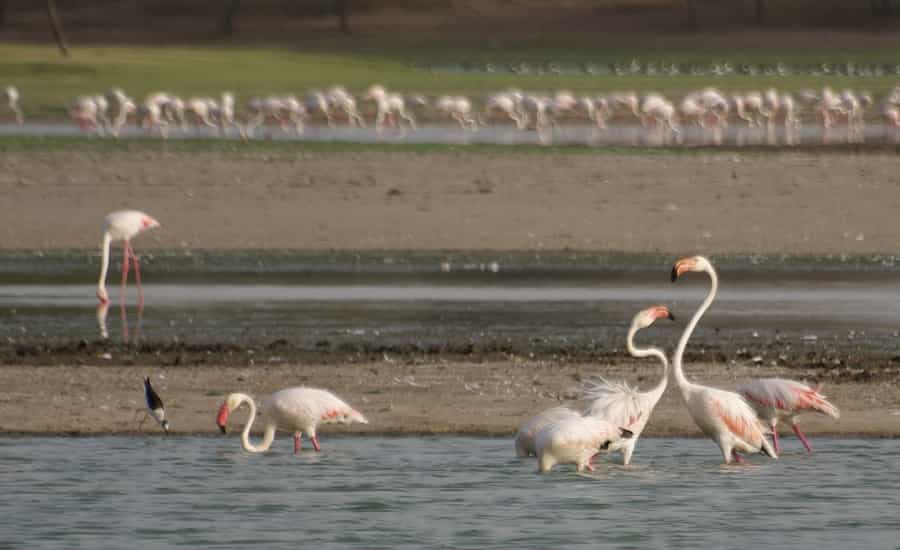 Gujarat Birdwatching Tour