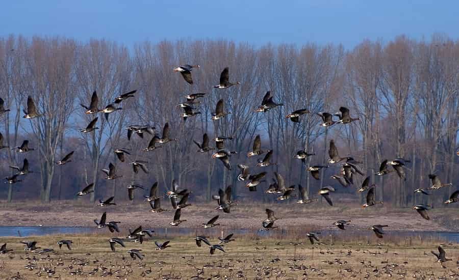 Gujarat Wildlife & Birdwatching Tour