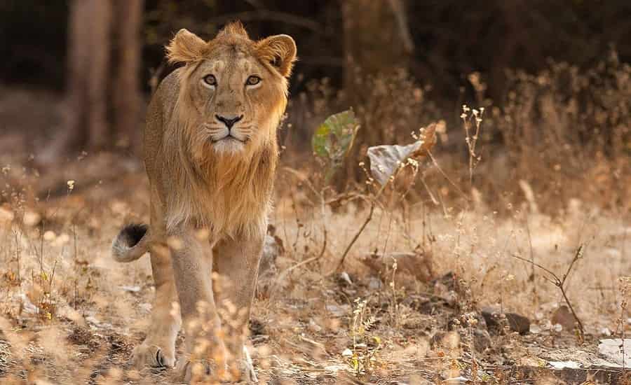 Gujarat Wildlife Tour