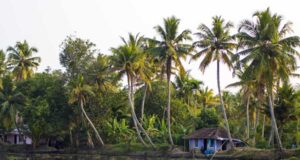 Kerala Coconut Tour